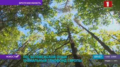 Лес Беловежской пущи - уникальный генофонд Европы