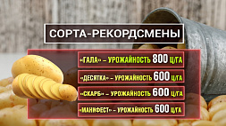 Свыше миллиона тонн картофеля получат в этом году сельхозорганизации Беларуси