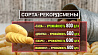 Свыше миллиона тонн картофеля получат в этом году сельхозорганизации Беларуси