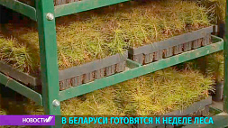 В Беларуси готовятся к акции "Неделя леса"