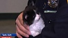 В США отделение полиции приняло на работу котёнка