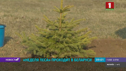 "Неделя леса" в Беларуси. Внести свой вклад и посадить дерево может каждый