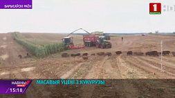 На диких кабанов и зайцев во время уборки кукурузы наткнулись аграрии Борисовского района