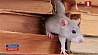 Университетская библиотека Штутгарта подверглась нашествию крыс