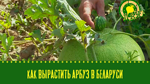 Как вырастить арбуз в Беларуси?