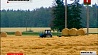Уборка зерновых и рапса началась в Минской области