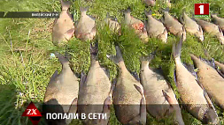 Браконьеры выловили около 20 кг судака с помощью сетей на Свислочи в центре Минска