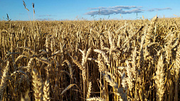 6 млн тонн зерна намолочено в Беларуси - убрано 75 % площадей