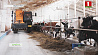 Молочно-товарный комплекс "Буево"  - автоматизированное производство и молоко только класса экстра
