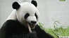 Две китайские панды переехали жить в Индонезию