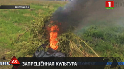 Почти 620 кг конопли уничтожено в Брестском районе