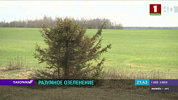 В Беларуси половина зеленых насаждений вдоль автодорог пропадают из-за ненадлежащего ухода 