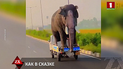 Очевидец снял слона, который ехал в кузове автомобиля