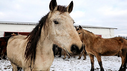 Лошадей белорусской упряжной породы хотят отправить на убой: правда или фейк?