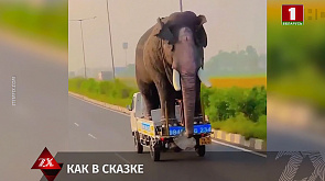Очевидец снял слона, который ехал в кузове автомобиля