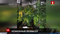 Житель Минского района на приусадебном участке высадил свыше 400 кустов каннабиса 