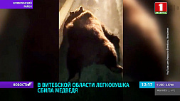 В Витебской области легковушка сбила медведя