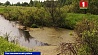 Более тысячи гектаров ранее осушенных болот восстановлено за год в Могилевской области