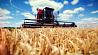 В Беларуси убрана пятая часть зерновых культур