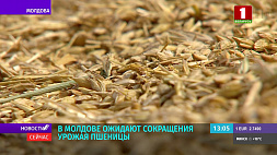 В Молдове ожидают сокращения урожая пшеницы