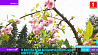В Витебском ботаническом саду цветет сакура