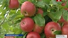 В Толочинском районе открылся цех по производству яблочных соков и нектаров