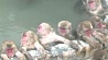 В Ботаническом саду японской Хакодаты приматам устраивают горячие ванны
