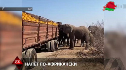 В ЮАР слоны совершили ограбление фуры с апельсинами