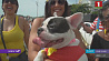 В Рио-де-Жанейро прошел собачий карнавал