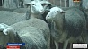 В Борисовском районе развивают молочное овцеводство