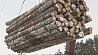 С февраля в Беларуси вводится лицензирование экспорта отдельных видов лесоматериалов 
