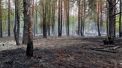 В 48 районах Беларуси введены запреты на посещение лесов