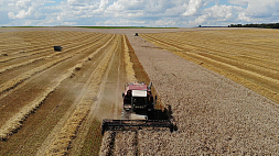 Белорусские аграрии намолотили 5 млн тонн зерна 