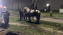 Необычная спасательная операция: в Могилеве работники МЧС пришли на помощь лошади