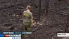 От лесных пожаров горит юг Швеции
