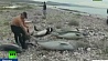 Массовая гибель дельфинов у берегов Мексики
