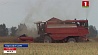 Сельхозорганизации Минской области активно убирают с полей озимый рапс и ячмень
