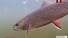 Рыбхозы Минской области развивают производство ценных видов рыбы