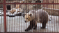В День всех влюбленных Минский зоопарк проведет акцию "1 + 1" 