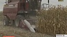 Сельхозорганизации Минской области продолжают осенние полевые работы