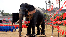 Робот-слон для индийских церемоний 