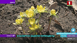 В Беларуси зацвели первоцветы - морозники, крокусы, весенники