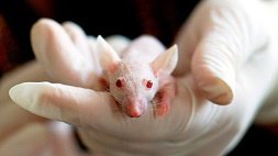 ЕЭК приняла руководство, минимизируещее негативное воздействие на лабораторных животных