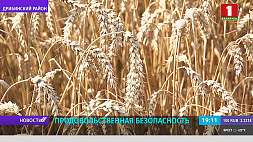 В Могилевской области убрана треть площадей зерновых