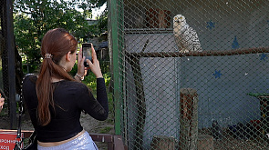 Пополнение в Минском зоопарке: белые совы и винторогие козы стали многодетными родителями