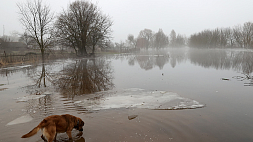 Талые и паводковые воды подтапливают Брестскую и Гомельскую области