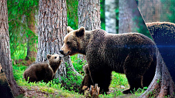 Медведь занесен в Красную книгу Беларуси. Как научиться безопасно жить рядом с хищником?