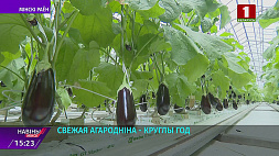Минская овощная фабрика обеспечивает свежие  белорусские овощи на прилавках магазинов