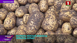 Сельхозпредприятия Минской области планируют собрать более 300 тыс. т картофеля