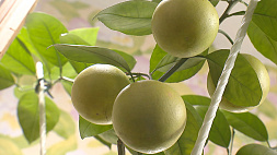 Новый тренд у садоводов - цитрусы. Какой на вкус белорусский лимон? 